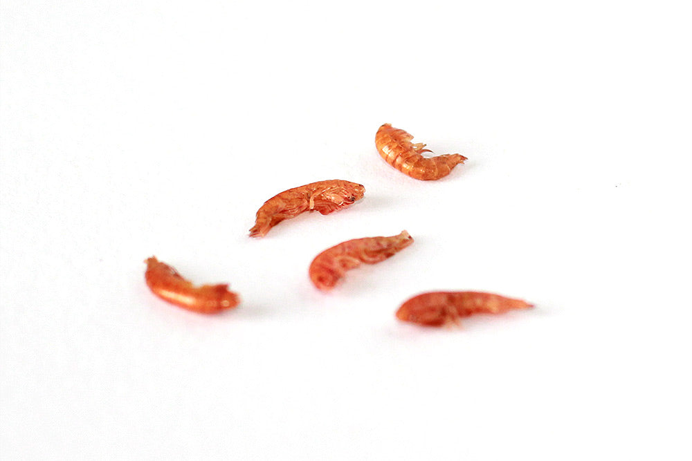 Bachflohkrebse-Detail