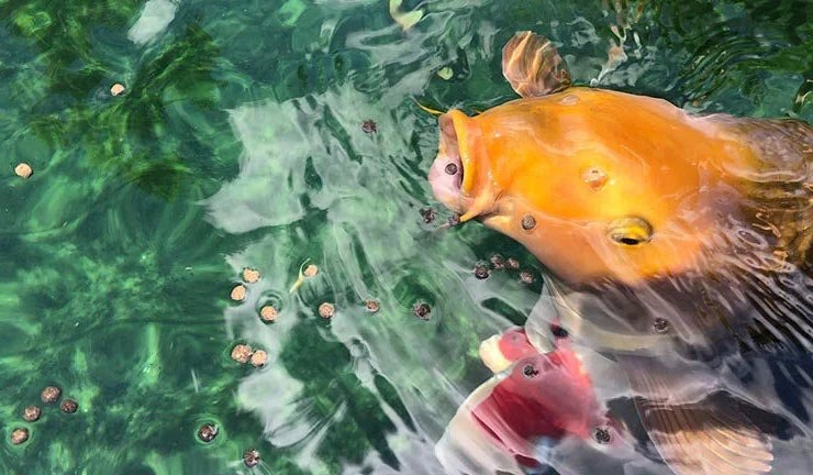 Koifutter Wissenswertes zur Fütterung von Koi