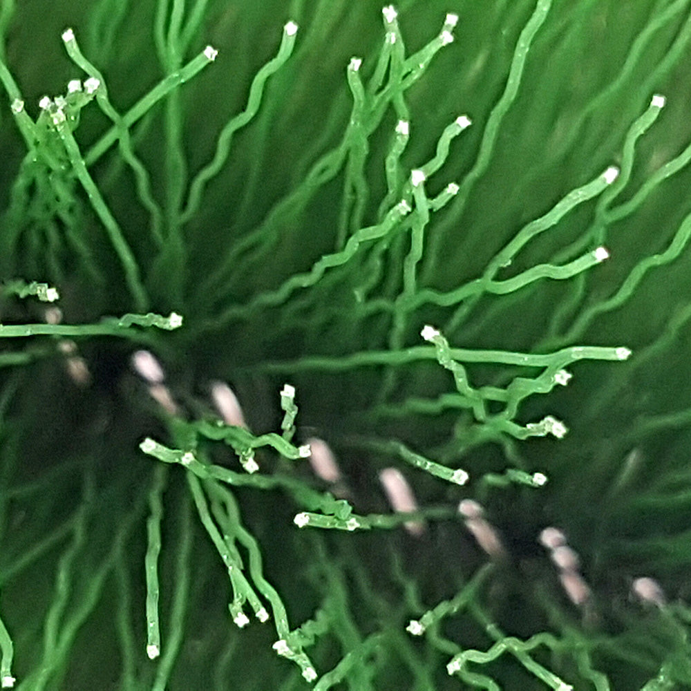 Laichbuerste-Detail-02