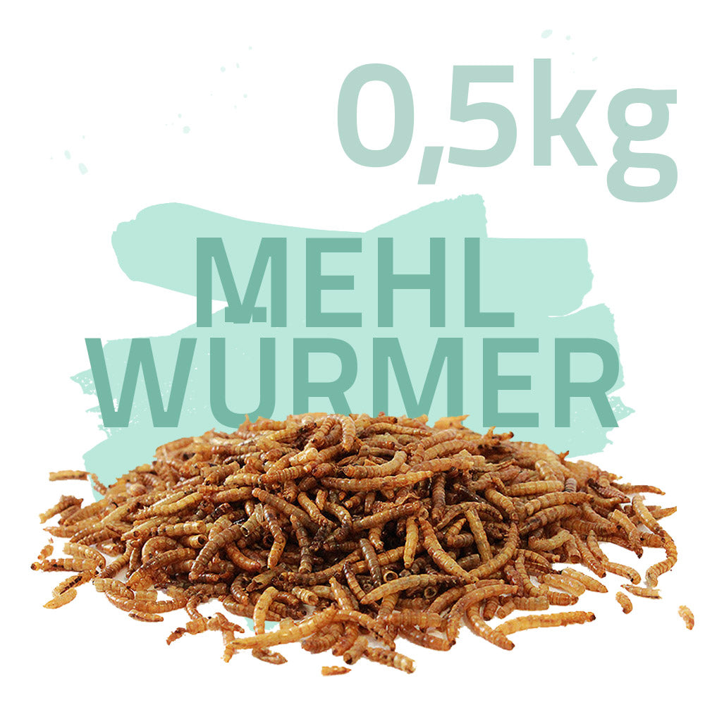 Mehlwürmer getrocknet