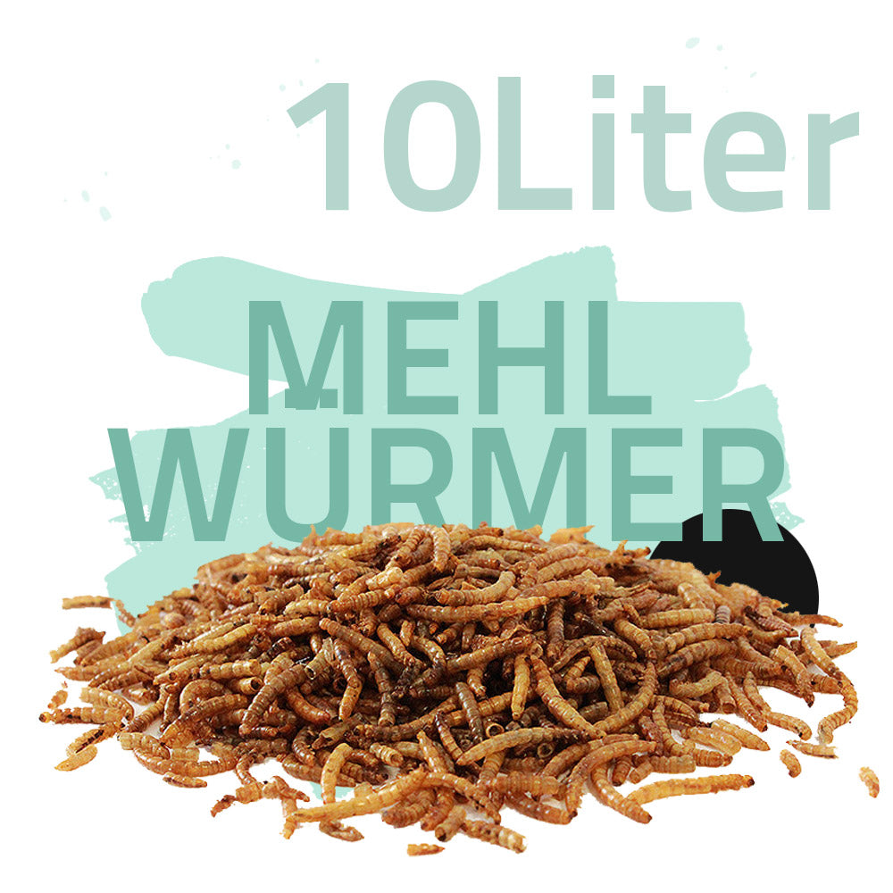 Mehlwürmer 10 Liter - Black Line