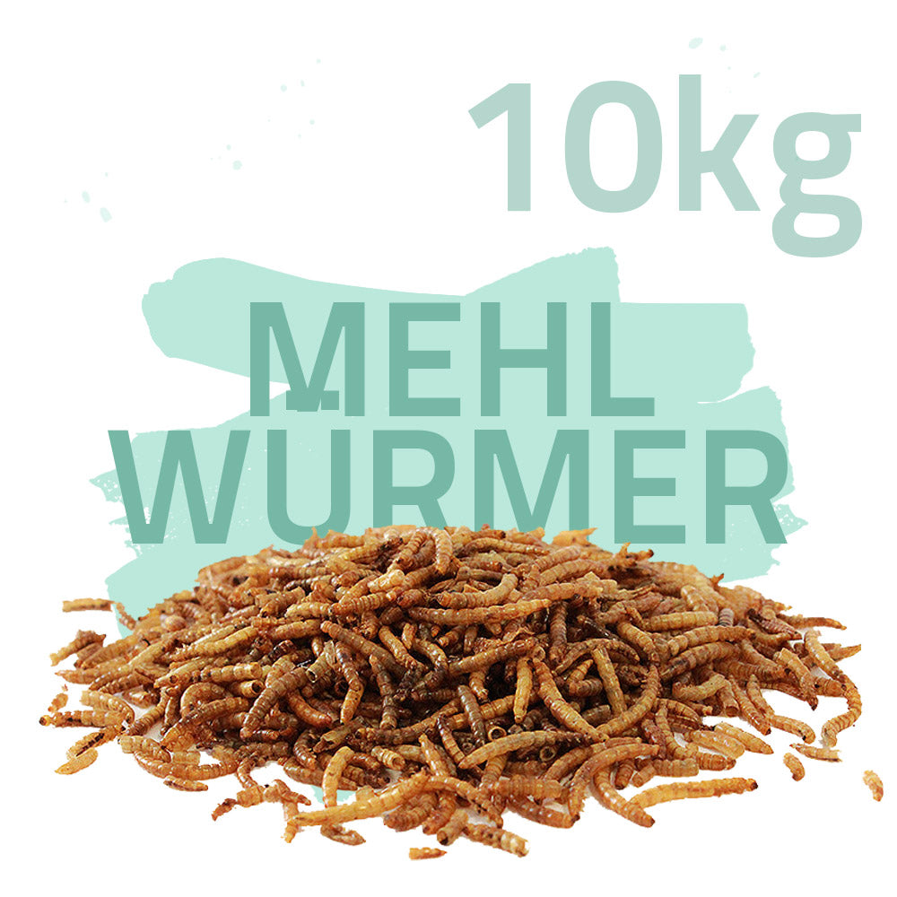 Mehlwürmer getrocknet