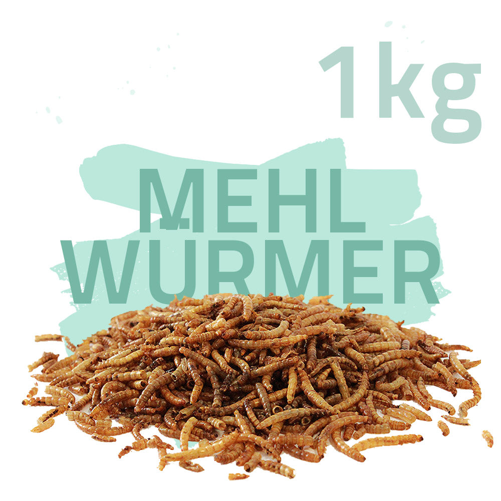 Mehlwürmer getrocknet