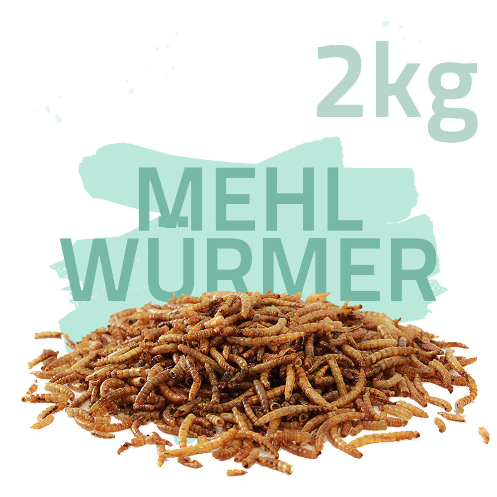 Mehlwürmer getrocknet