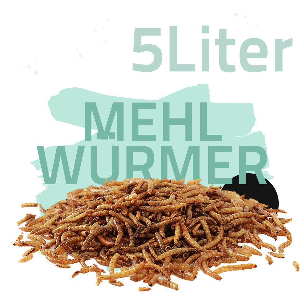 Koifutter-Set "Wachstumsschub"