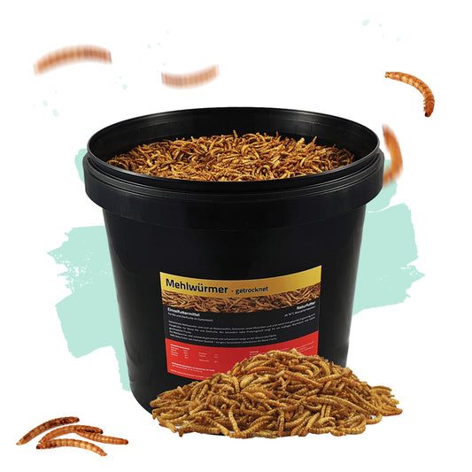 Mehlwürmer 10 Liter - Black Line