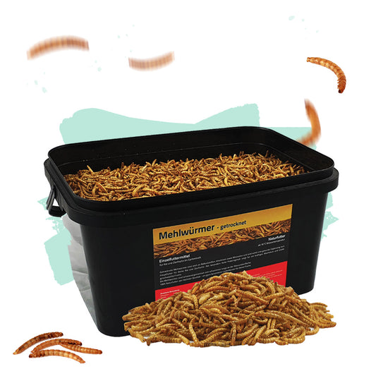Mehlwürmer 5 Liter - Black Line