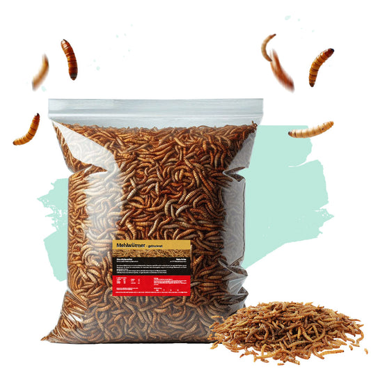 Mehlwürmer getrocknet
