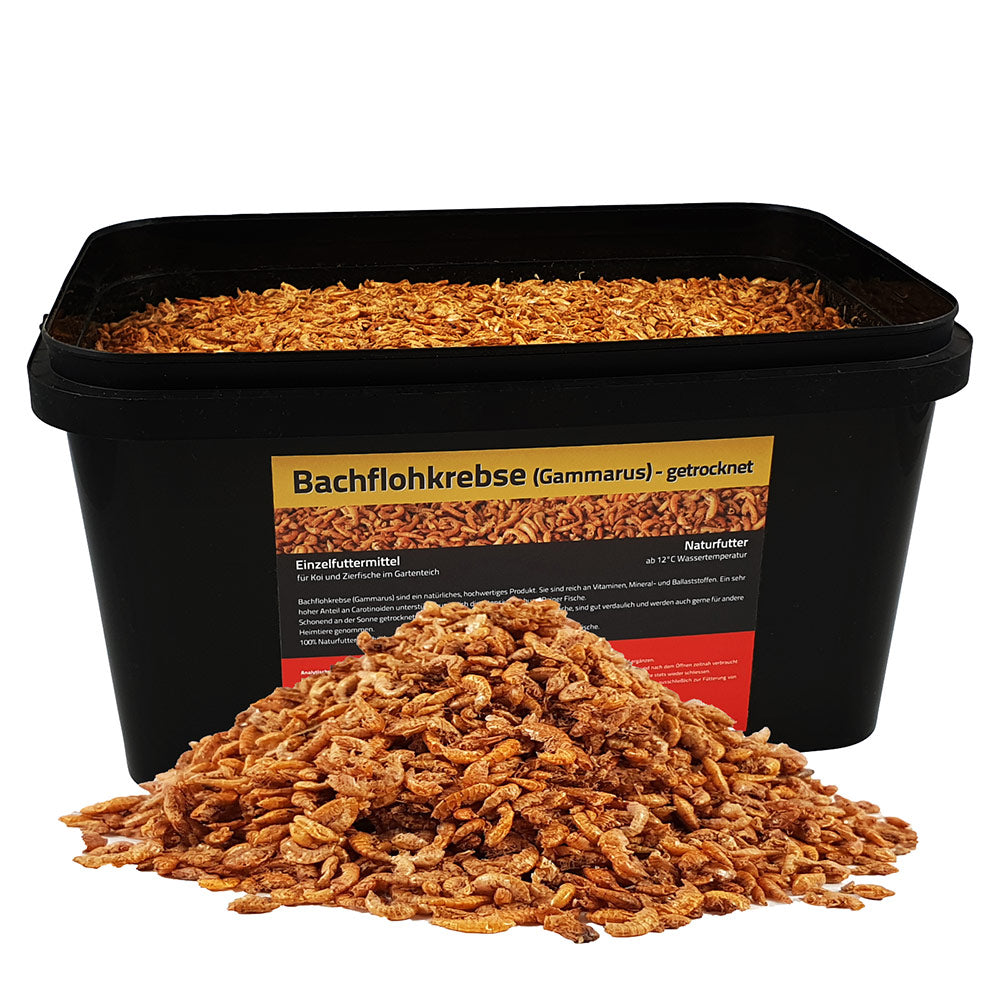 Bachflohkrebse-5L