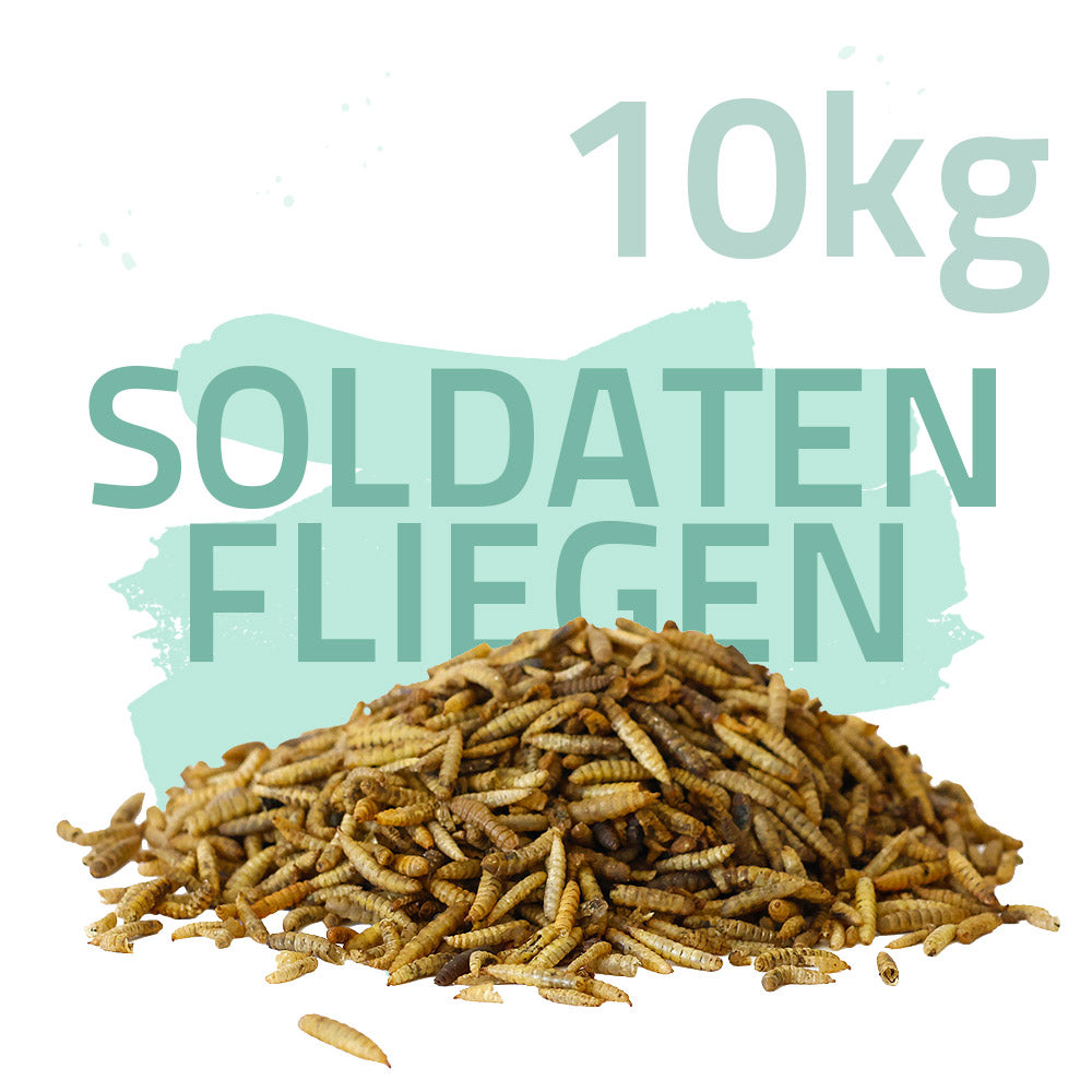 Soldatenfliegenlarven 10kg