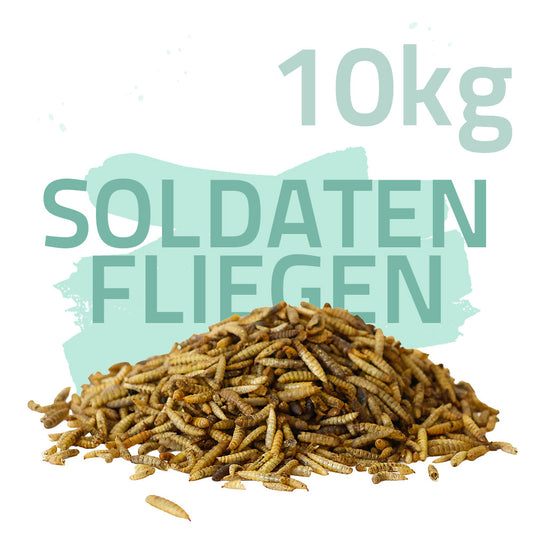 Soldatenfliegenlarven 10kg