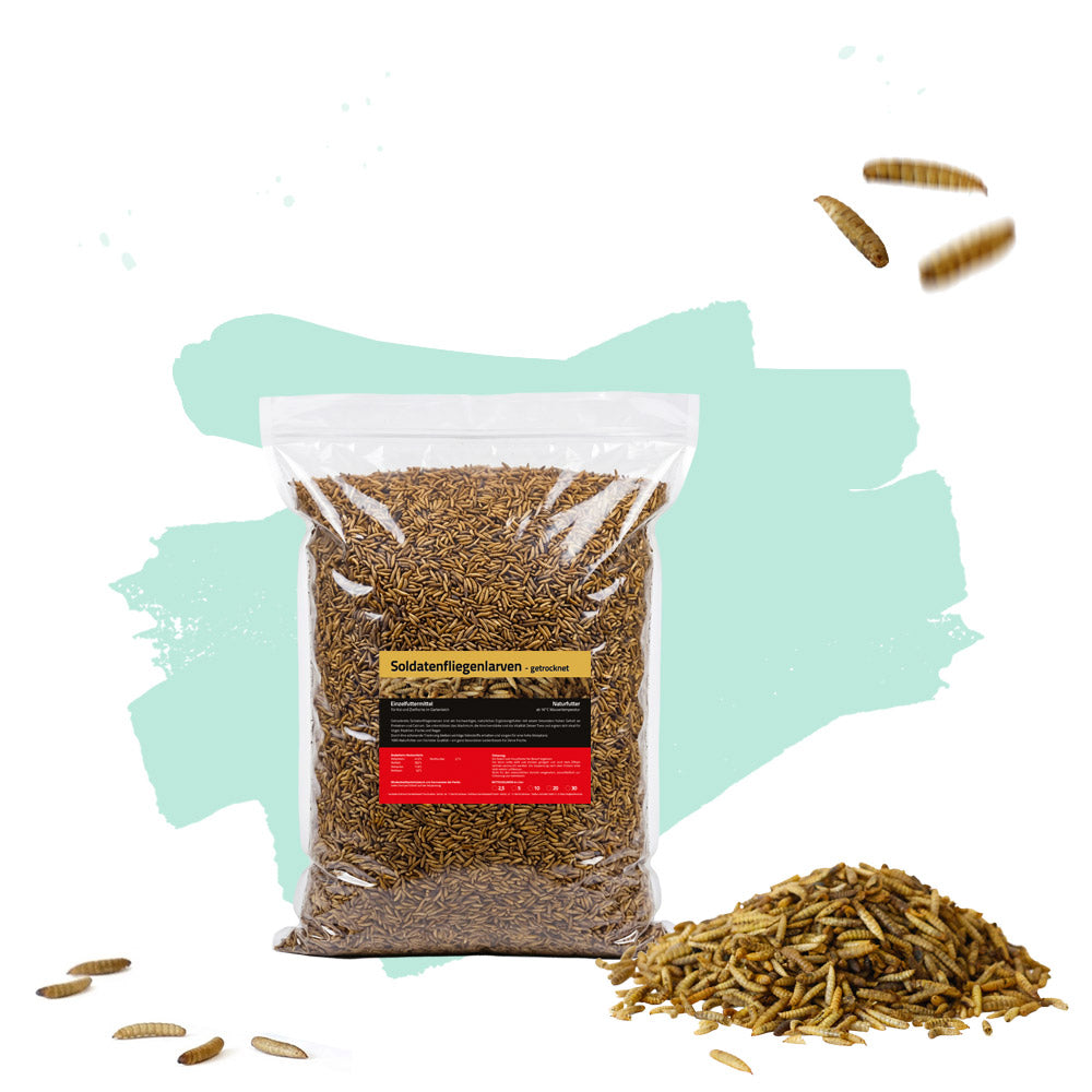 Soldatenfliegenlarven 1kg Tüte